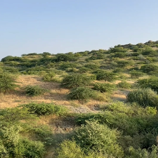 greenery-on-thar-desert-rajasthan-india-stock-video-footage-of-mountain-in-registaan